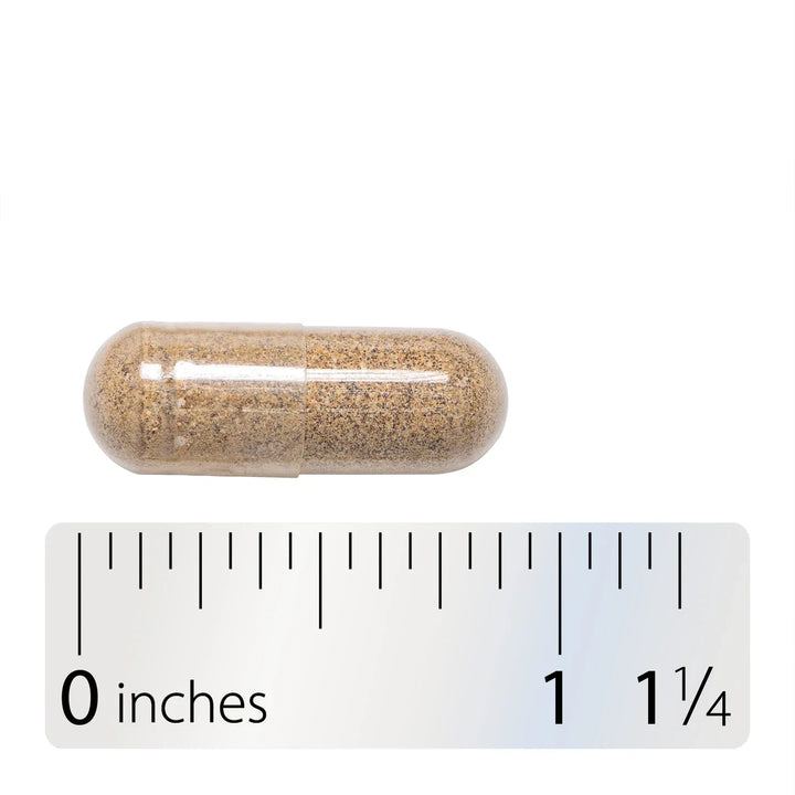 A clear capsule filled with tan-brown granular powder, shown above a ruler marked in inches for size reference, on a white background.