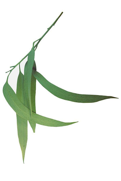 doTERRA Lemon Eucalyptus Oil (Eucalyptus citriodora) - Pharmedico