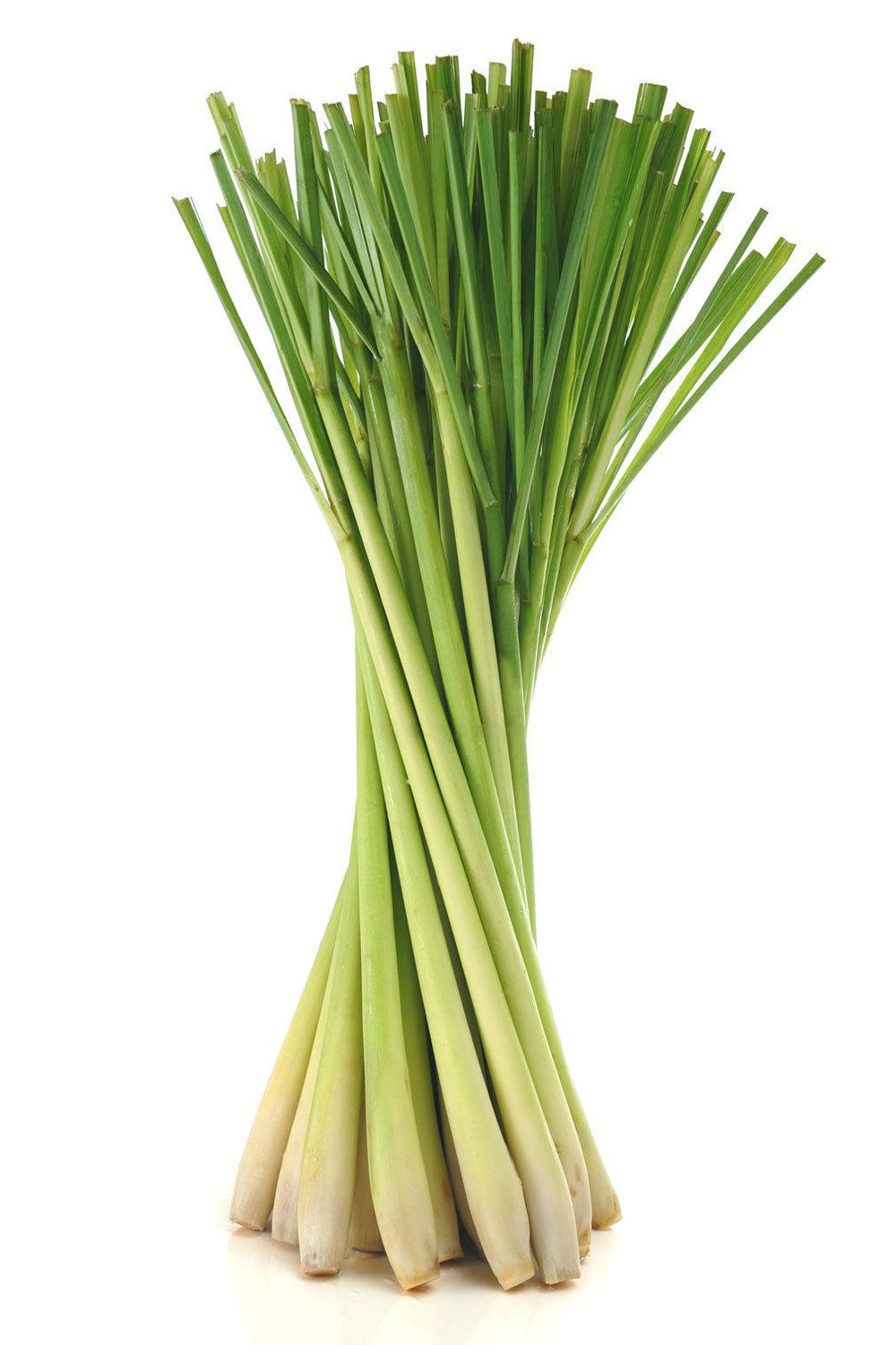 doTERRA Lemongrass Oil (Cymbopogon flexuosus) - Pharmedico