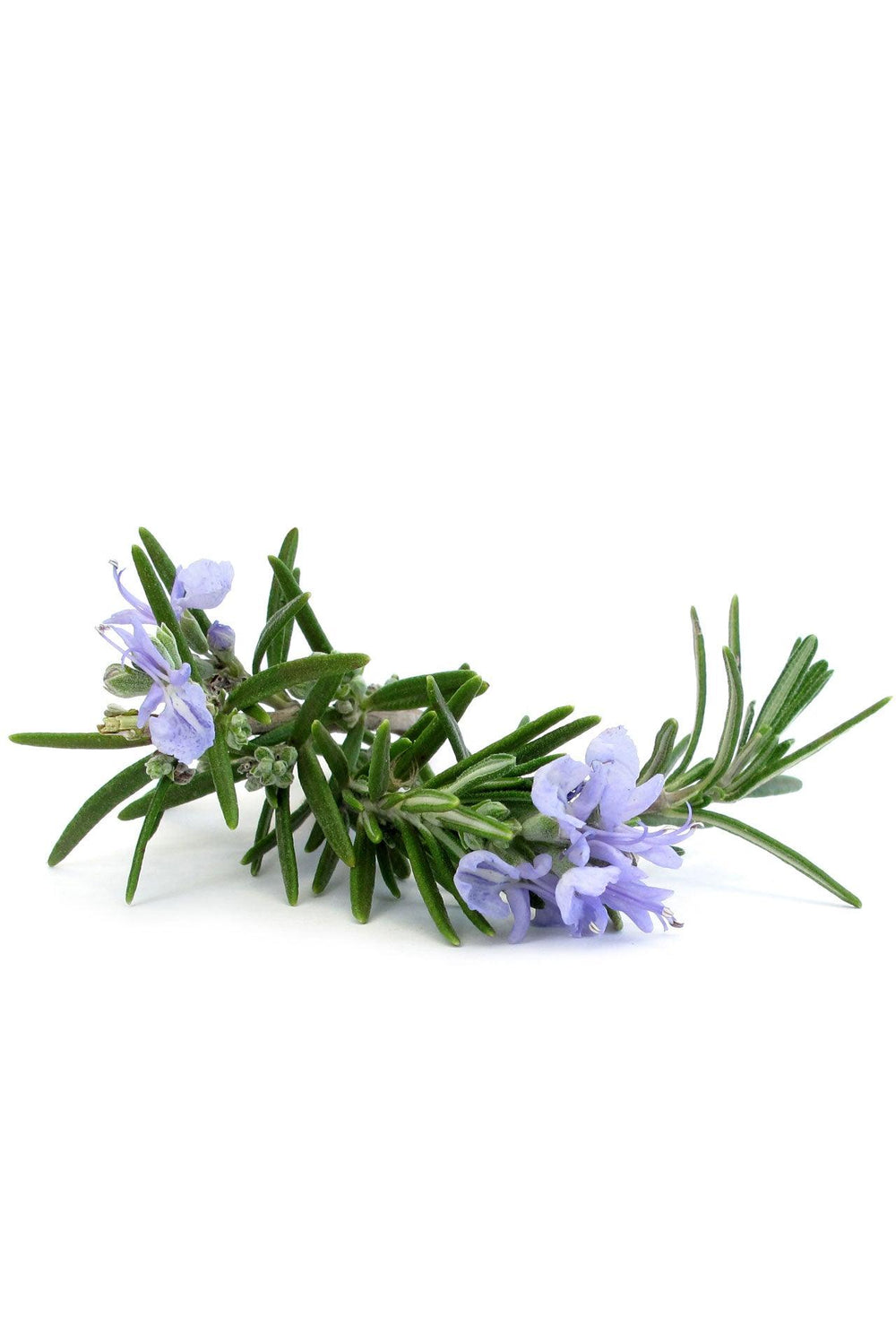 doTERRA Rosemary Oil (Rosmarinus officinalis) - Pharmedico