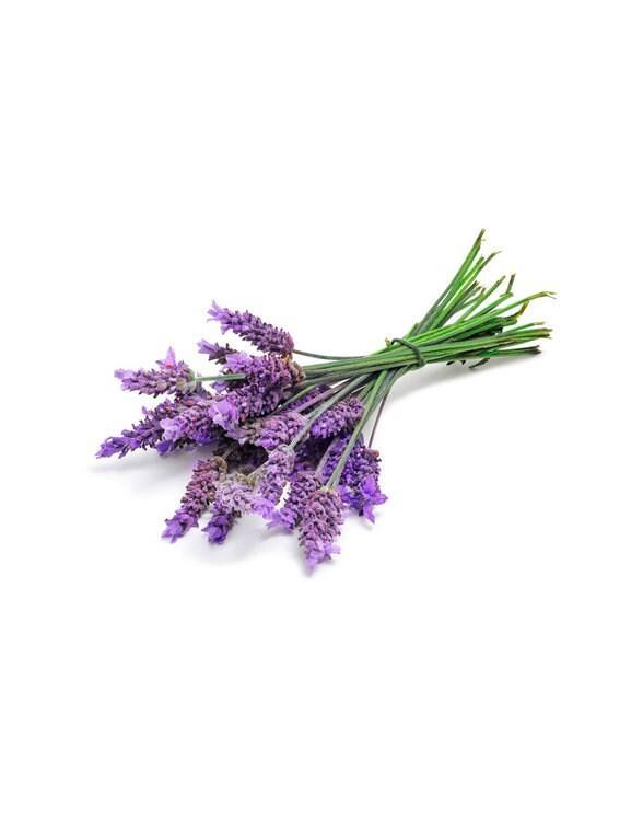 doTERRA Lavender (Lavandula angustifolia) - Pharmedico