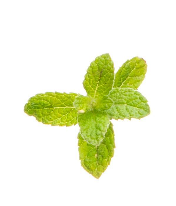 doTERRA Peppermint (Mentha piperita) - Pharmedico