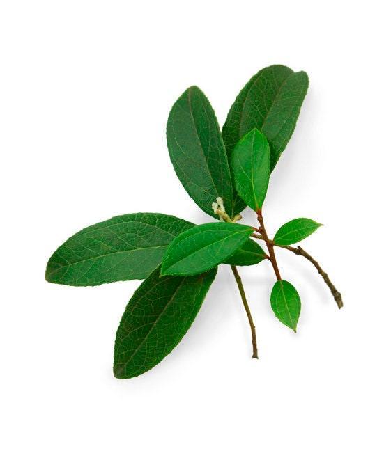doTERRA Wintergreen (Nepalese) - Pharmedico